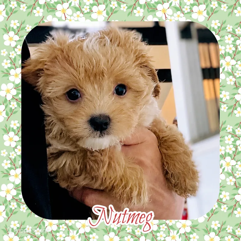 Nutmeg  – Maltipoo puppy for sale in Watertown, TN