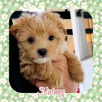 Nutmeg , a female Maltipoo for sale in Watertown, TN – 1 of 1