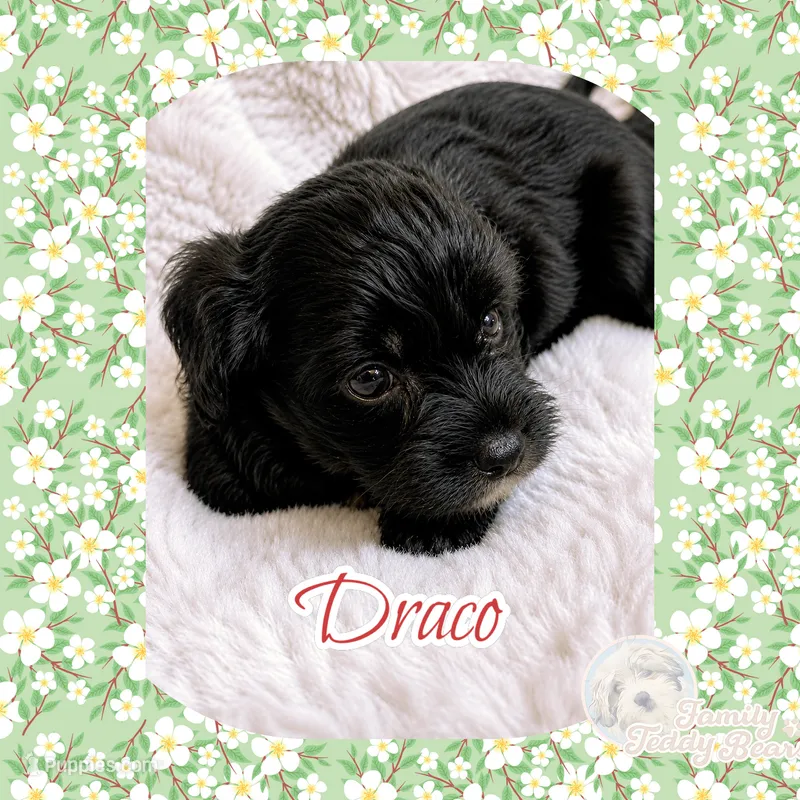 Draco  – Maltipoo puppy for sale in Watertown, TN