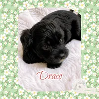 Draco , a male Maltipoo for sale in Watertown, TN – 1 of 2