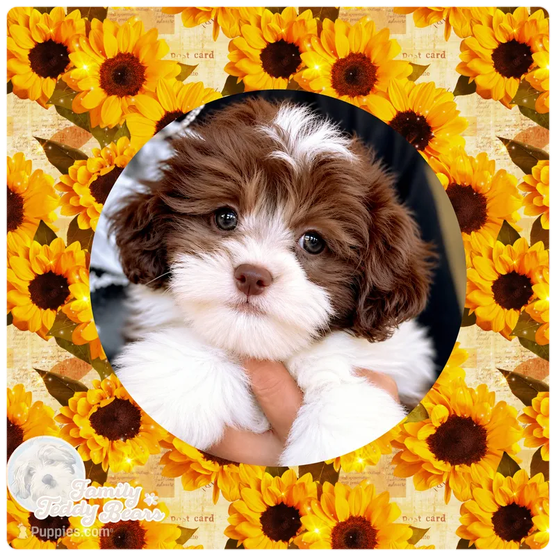 Andy – Havapoo puppy for sale in Lebanon, TN