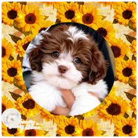 Andy, a male Havapoo for sale in Lebanon, TN – 1 of 4