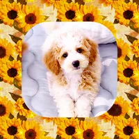 Jenga, a male Maltipoo for sale in Lebanon, TN – 2 of 2