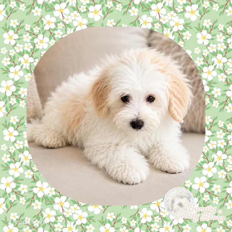 Chum – Maltipoo puppy for sale in Watertown, TN