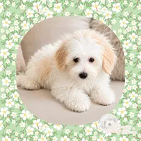 Chum, a male Maltipoo for sale in Watertown, TN – 1 of 1