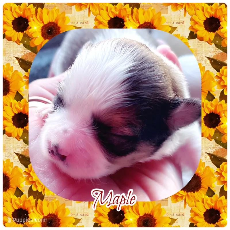 Maple  – Shichon puppy for sale in Lebanon, TN