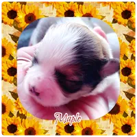 Maple , a female Shichon for sale in Lebanon, TN – 1 of 2