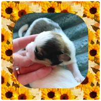 Maple , a female Shichon for sale in Lebanon, TN – 2 of 2