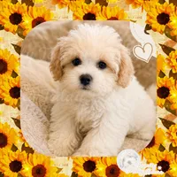Benny , a male Maltipoo for sale in Lebanon, TN – 5 of 5