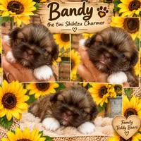 Bandy, a male Shih Tzu for sale in Lebanon, TN – 1 of 1