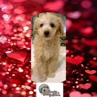 Bambi, a female Poodle - Toy  for sale in Watertown, TN – Photo 4 of 4