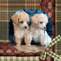 Bambi, a female Poodle - Toy  for sale in Watertown, TN – Photo 3 of 4