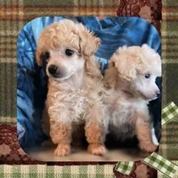 Bambi, a female Poodle - Toy  for sale in Watertown, TN – Photo 2 of 4