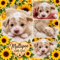 Bella , a female Maltipoo for sale in Lebanon, TN – 1 of 1