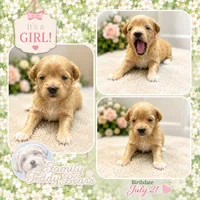 Annabelle , a female Maltipoo for sale in Watertown, TN – 1 of 1