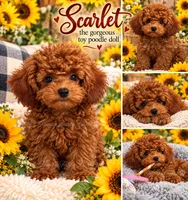 Scarlet , a female Poodle - Toy  for sale in Lebanon, TN – 1 of 1