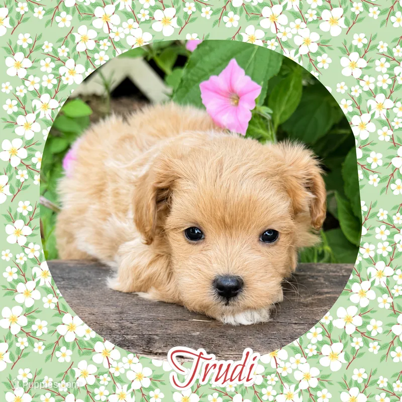 Trudi  – Maltipoo puppy for sale in Watertown, TN