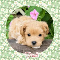 Trudi , a female Maltipoo for sale in Watertown, TN – 1 of 1