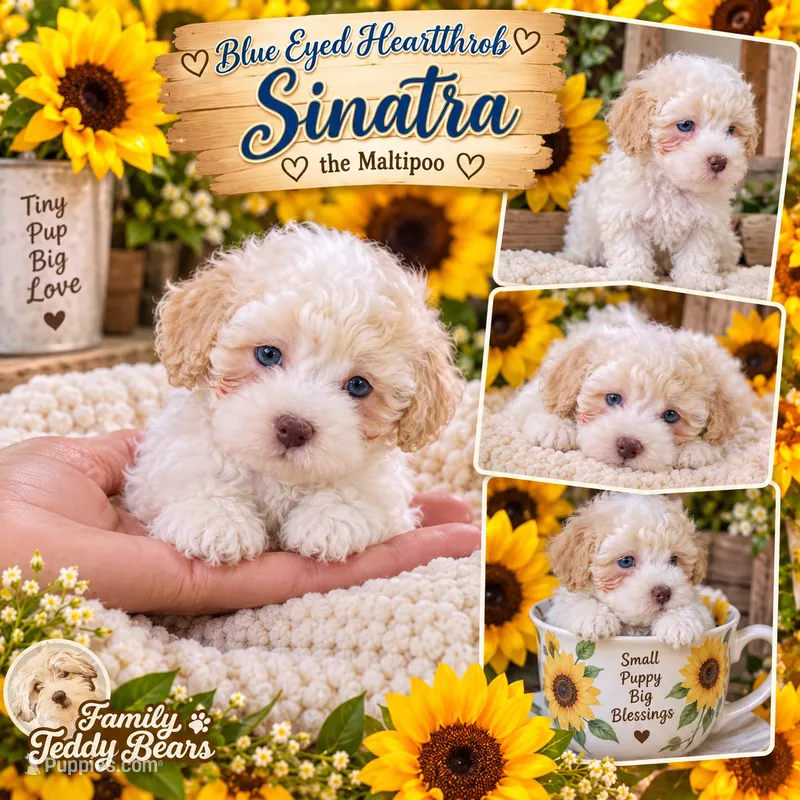 Sinatra  – Maltipoo puppy for sale in Lebanon, TN