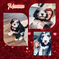 Great Danoodle, a male Great Dane and Poodle - Standard  for sale in Watertown, TN – Photo 7 of 10