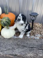 Great Danoodle, a male Great Dane and Poodle - Standard  for sale in Watertown, TN – Photo 1 of 10