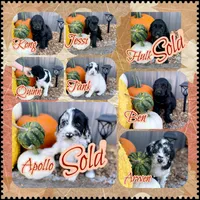 Great Danoodle, a male Great Dane and Poodle - Standard  for sale in Watertown, TN – Photo 10 of 10