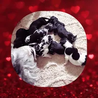 Great Danoodle, a male Great Dane and Poodle - Standard  for sale in Watertown, TN – Photo 4 of 10