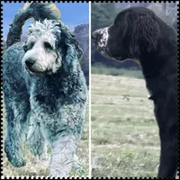 Great Danoodle, a male Great Dane and Poodle - Standard  for sale in Watertown, TN – Photo 8 of 10