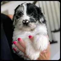 Great Danoodle, a male Great Dane and Poodle - Standard  for sale in Watertown, TN – Photo 9 of 10