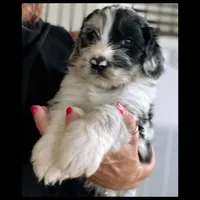 Great Danoodle, a male Great Dane and Poodle - Standard  for sale in Watertown, TN – Photo 2 of 10