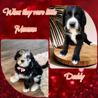 Great Danoodle, a male Great Dane and Poodle - Standard  for sale in Watertown, TN – Photo 3 of 10