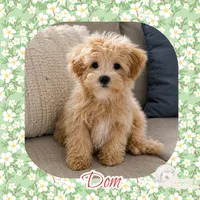Dom, a male Maltipoo for sale in Watertown, TN – 1 of 1