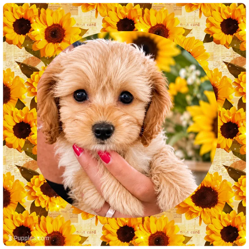 Lovey  – Maltipoo puppy for sale in Lebanon, TN
