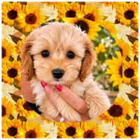 Lovey , a female Maltipoo for sale in Lebanon, TN – 1 of 2