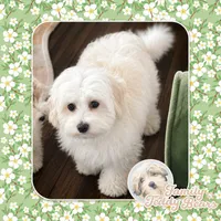 Landon , a male Maltipoo for sale in Watertown, TN – 2 of 2