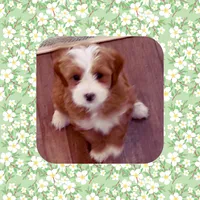 Pablo , a male Maltipoo for sale in Watertown, TN – 3 of 4