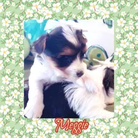 Meggie, a female Biewer for sale in Watertown, TN – Photo 1 of 2