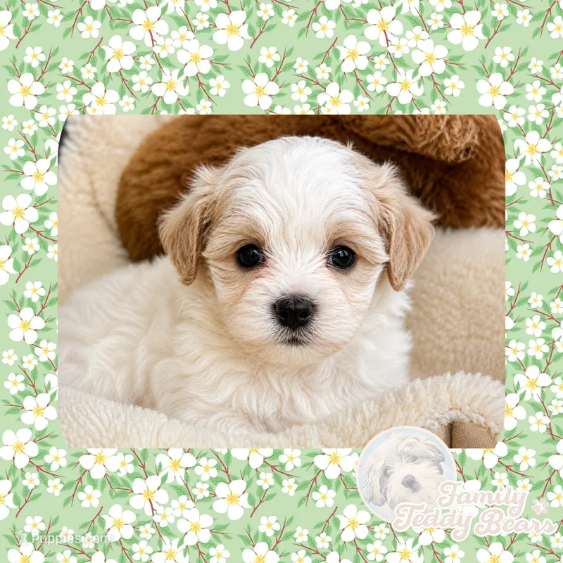 Bolt – Maltipoo puppy for sale in Watertown, TN