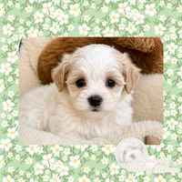 Bolt, a male Maltipoo for sale in Watertown, TN – 1 of 2