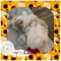 Pearl, a female Maltipoo for sale in Lebanon, TN – 3 of 3