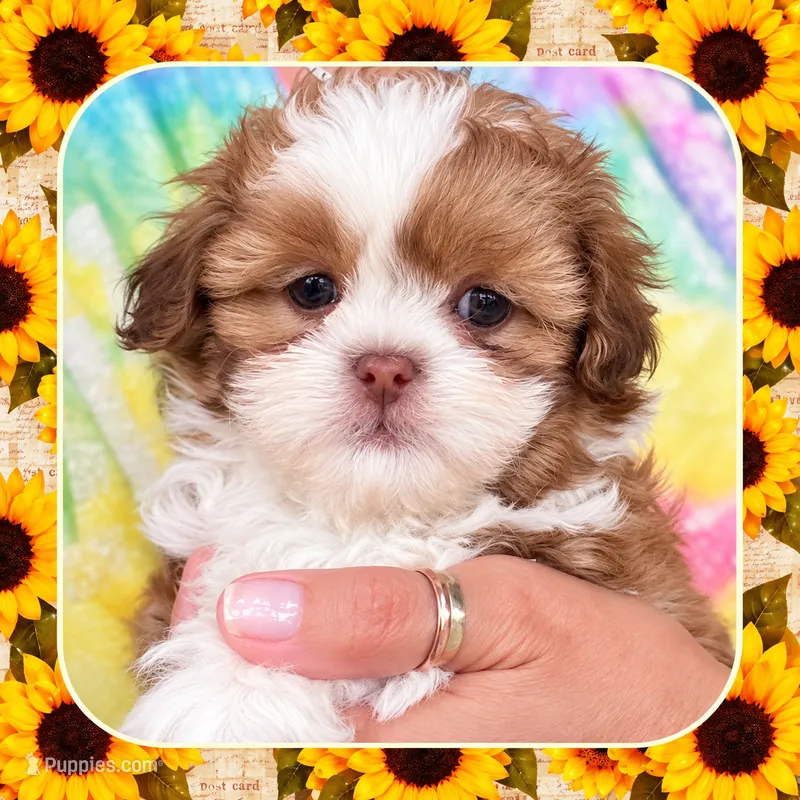 Burrito  – Shichon puppy for sale in Lebanon, TN