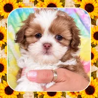 Burrito , a male Shichon for sale in Lebanon, TN – 1 of 6