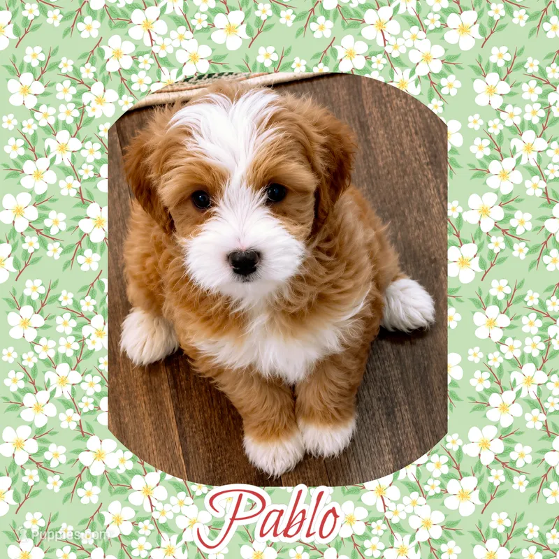Pablo  – Maltipoo puppy for sale in Watertown, TN