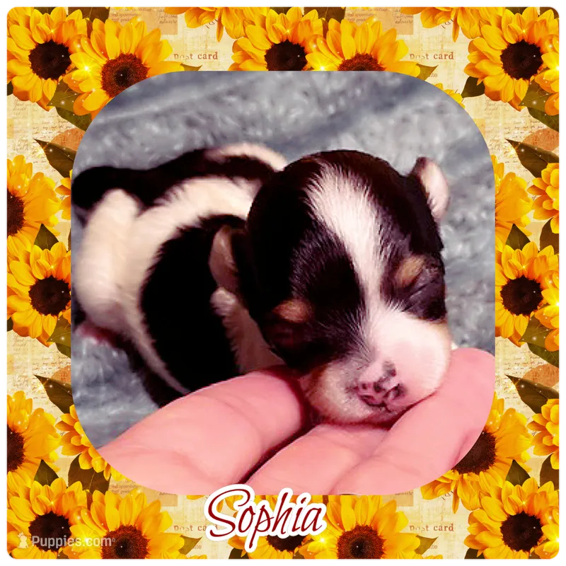 Sophia  – Shorkie puppy for sale in Lebanon, TN