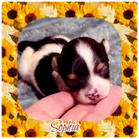 Sophia , a female Shorkie for sale in Lebanon, TN – 1 of 1