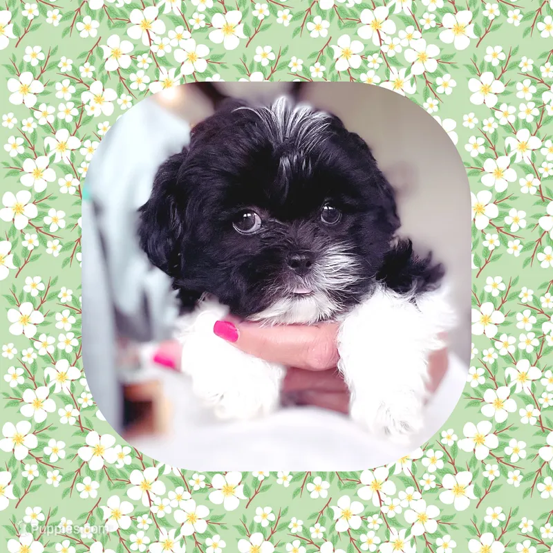 Teacup Willie – Shichon puppy for sale in Watertown, TN