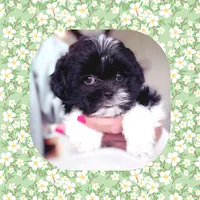 Teacup Willie, a male Shichon for sale in Watertown, TN – 1 of 3