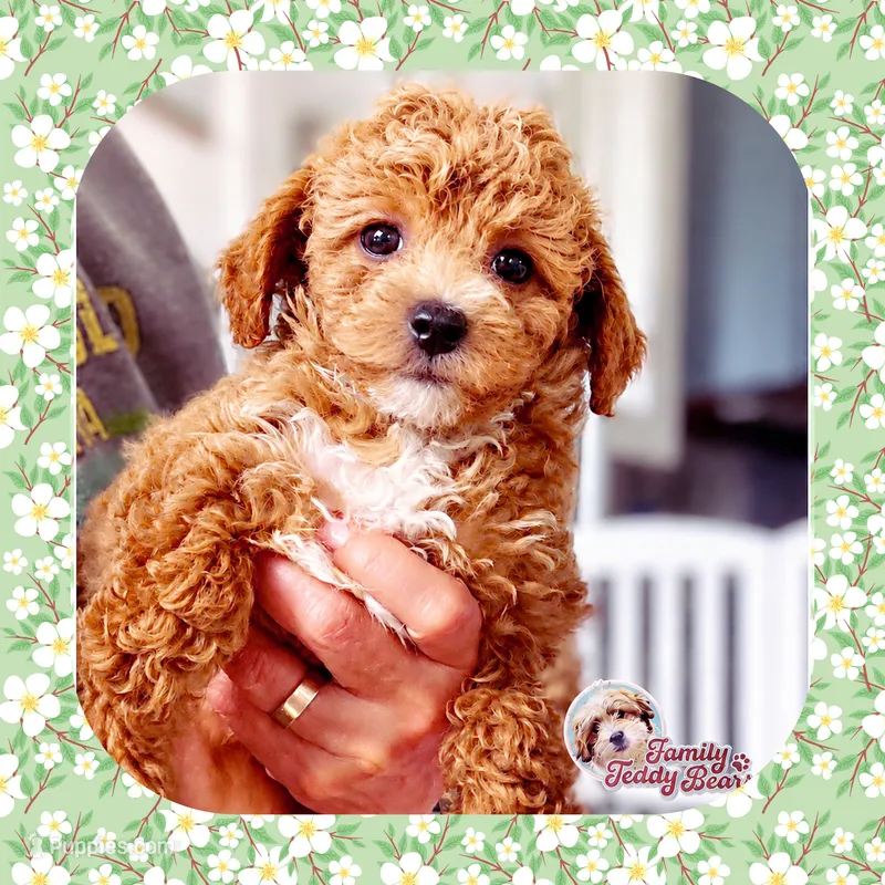 Peaches  – Bichpoo, Poochon puppy for sale in Watertown, TN