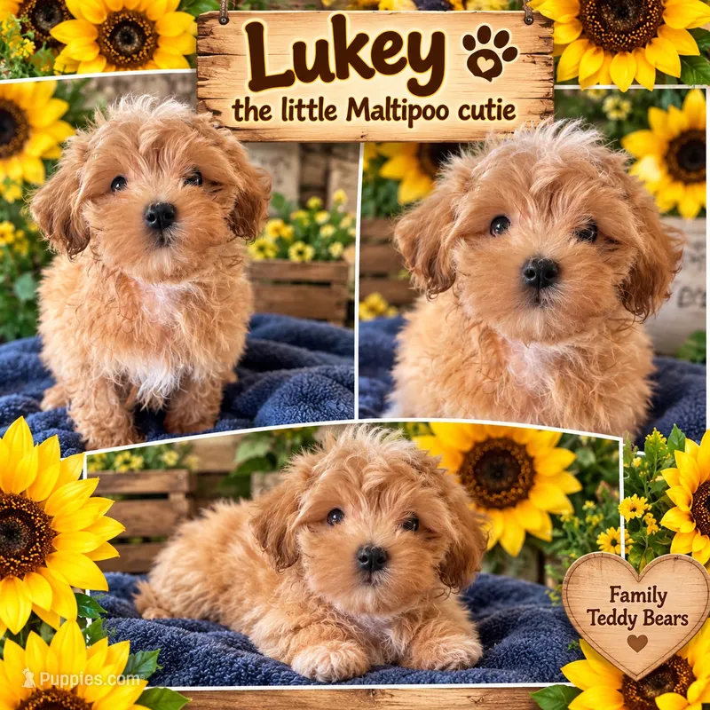 Luke  – Maltipoo puppy for sale in Lebanon, TN