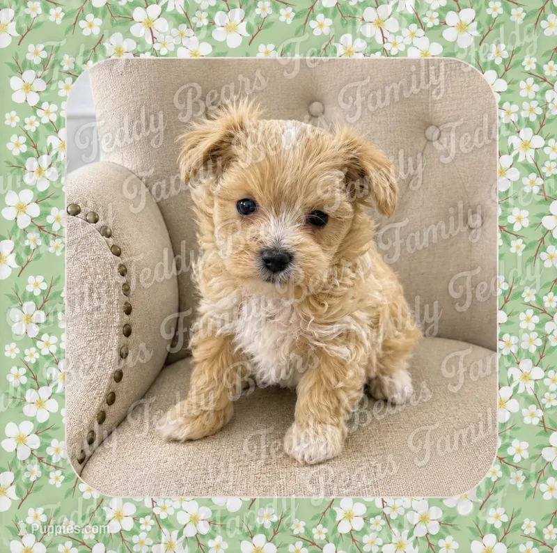 Teacup Mochi – Maltipoo puppy for sale in Watertown, TN